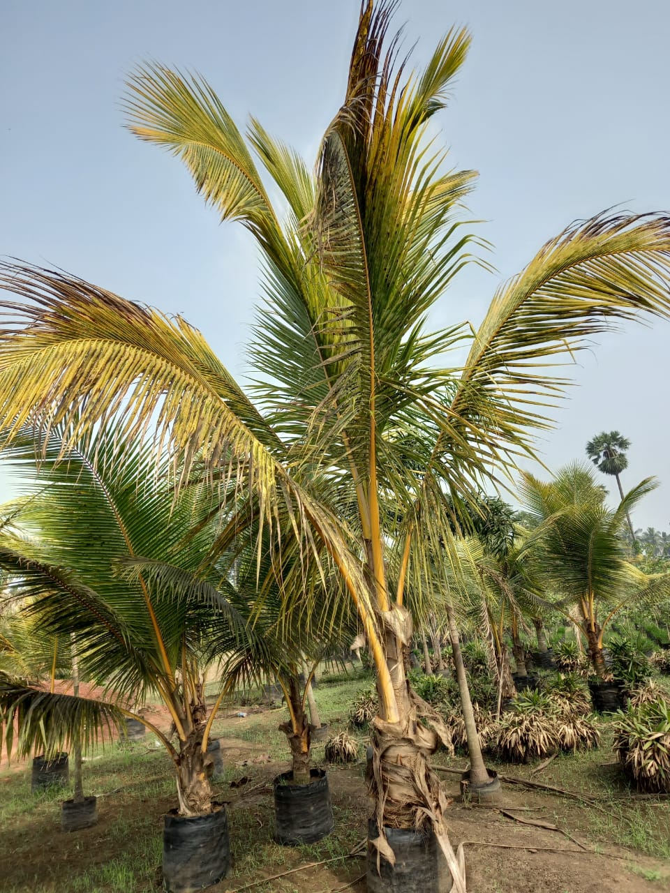 Home KADIYAM NURSERYS / kadiyam nursery / kadiyam nurseries /kadiyam